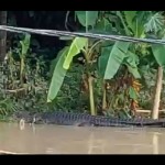 Polda NTB identifikasi video penampakan buaya di Sungai Lombok Tengah-1672222058