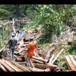 Polisi kehutanan buru pelaku pembalakan liar di Gunung Lengkuas Bintan-1672296989