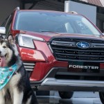 Subaru "Loves Pets" hadir di Pet Kingdom PawJog 2022 (ANTARA/HO)-1671356027