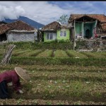 Warga penyintas gempa Cianjur membersihkan lahan pertanian di Sarampad, Cugenang, Cianjur, Jawa Barat, Rabu (30/11/2022). ANTARA FOTO/Novrian Arbi/YU-1670315426
