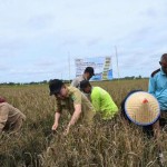 Bupati: Program food estate di Kapuas berjalan sukses dan berhasil-1673592992
