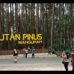 Hutan Pinus Mangunan, salah satu objek wisata di Kabupaten Bantul, Daerah Istimewa Yogyakarta (ANTARA/Hery Sidik)-1673341133