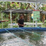 Kodim Mamuju kembangkan ikan Nila-1673573419