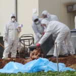 Korsel temukan kasus baru flu burung di peternakan bebek-1672553867