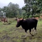Tangkapan layar dari atraksi memanggil sapi di kaki Gunung Rinjani.-1672625946