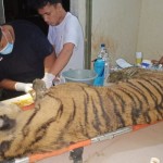 BBKSDA Sumut: Harimau sumatera di Suaka Satwa Barumun dinyatakan mati-1679455611