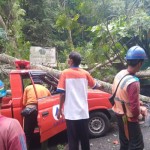 BPBD Tabanan tangani pohon tumbang di jalur Denpasar-Gilimanuk-1694598121