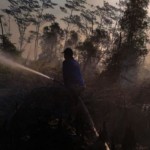 BPBD Tapin tangani kebakaran hutan konservasi bekantan di Desa Lawahan-1695358555