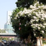 Bunga Tabebuya kembali bermekaran di sepanjang pinggir jalan protokol Kota Surabaya pada Juli 2023. (ANTARA/HO-Diskominfo Surabaya)-1694667302