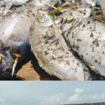 DLHK Ternate telusuri penyebab kematian ikan di pantai Sasa-1694417207