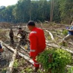 Kegiatan pembukaan lahan di kawasan hutan Tabalong. (ANTARA/HO-KPH Tabalong)-1695113561
