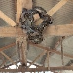 Petugas Damkarmat saat melakukan evakuasi terhadap ular sanca berukuran 4 meter di dalam ternak warga. (ANTARA/HO/Damkarmat Lamsel)-1695711099