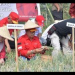 Bawang Merah-1697020277