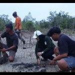 DKP Kaltim gandeng kelompok nelayan tanam 50 ribu bibit mangrove-1696836501