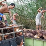 Dokumentasi - Tandan Buah Segar (TBS) kelapa sawit di Jambi, Sabtu (ANTARA/Nanang Mairiadi)-1697705315