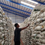 Ilustrasi- Ketersediaan beras di Gudang Bulog Lampung sebagai salah satu cadangan pangan daerah. ANTARA/Ruth Intan Sozometa Kanafi.-1696400445