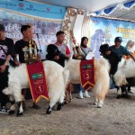 Kambing PE dari Kabupaten Kulon Progo. (ANTARA/HO-Dokumen Dinas Pertanian dan Pangan Kulon Progo)-1698657573