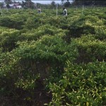 Keberlanjutan dan pengolahan lahan jadi tantangan program transmigrasi-1697093433