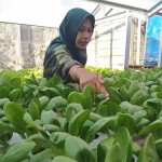 Menanam sayur di Kampung Atas Air-1696491220