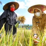 Pemkab Banyuwangi antisipasi ketersediaan stok beras dampak El Nino-1696409501