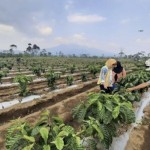 Penanaman tanaman kopi menggunakan sistem pagar di Kabupaten Lampung Barat. ANTARA/HO-Pemprov Lampung.-1697705025