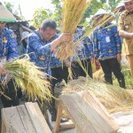 Penjabat Bupati Purwakarta Benni Irwan (tengah) saat panen raya di Purwakarta. (ANTARA/HO-Pemkab Purwakarta)-1697615889