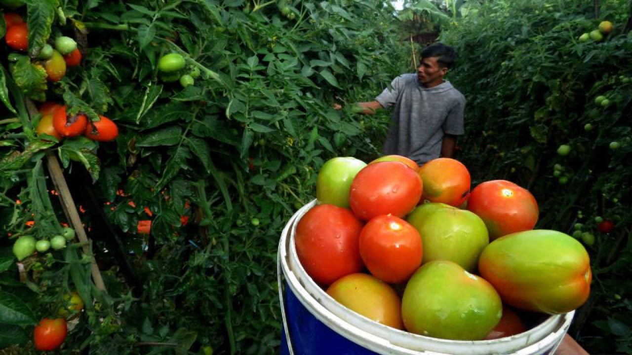 Arsip foto - Petani memanen tomat di Kelurahan Pattappang, Malino, Kabupaten Gowa, Sulawesi Selatan, Minggu (2/7/2023). (ANTARA FOTO/Abriawan Abhe/YU)