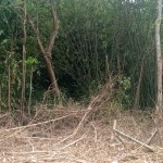 Petani Lebak alami kerugian akibat serang kawanan monyet-1698220714