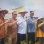 Produksi padi di Pasaman Barat sampai September 2023 capai 72.606 ton-1696494625