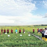 Sawah di Kulon Progo. (ANTARA/Sutarmi)-1698746399