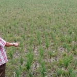 Sejumlah petani di Lebak dambakan bantuan benih seusai gagal panen-1697704687