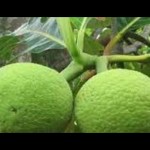Sukun (Istimewa)-1698220546