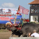 Dokumentasi Lomba Makepung Gubernur Cup 2023 yang dilaksanakan di Jembrana, Denpasar, Senin (20/11/2023). ANTARA/Ho-Pemprov Bali-1700466163