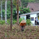 Dompet Dhuafa berdayakan ekonomi warga Magelang lewat lidah buaya-1699518315