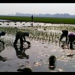 Ilustrasi petani menanam. (ANTARA/Ali Khumaini/dok)-1698909234
