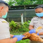 Karantina Pertanian Timika rutin lakukan pengambilan sampel darah ayam-1699518101