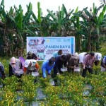 Kelompok Usaha Cahaya binaan PLN Maluku panen raya cabai-1701160761