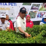Penjabat Gubernur DKI lakukan panen raya cabai di Jaktim-1698813475