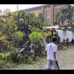 Sebuah pohon kedondong tumbang di Penjaringan, Jakarta Utara, Senin (23/10/2023). ANTARA/HO-Sudin Gulkarmat Jakarta Utara/aa.-1699511483