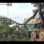 Sebuah truk boks tertimpa pohon di Kramat Jati-1699961930