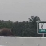Seekor gajah liar melintas di Jalan Tol Pekanbaru-Dumai-1700467143
