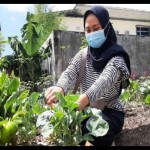 Warga sedang memetik sayuran di lokasi urban farming kamiKITA, Banda Aceh, Selasa (16/2/2021). Dok ANTARA-1700044663