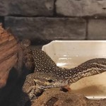 Biawak Timor (Varanus Timorensis). ANTARA/Ho-BBKSDA NTT-1701675206