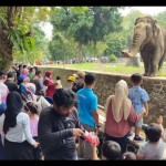 Gajah-1703487886
