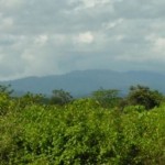 Kawasan hutan di Kalimantan Tengah yang banyak menyimpan tumbuhan tanaman obat tradisional. (dok. ANTARA)-1702893980