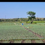 Sawah-1701938971
