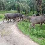 Usaha peternakan kerbau di Lebak jadi tabungan keluarga-1706088136