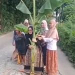 Emak-emak tanam pohon pisang di jalan berlubang-1711919583