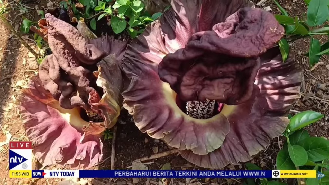 Penemuan bungai bangkai tersebut baru pertama kali terjadi di Depok.