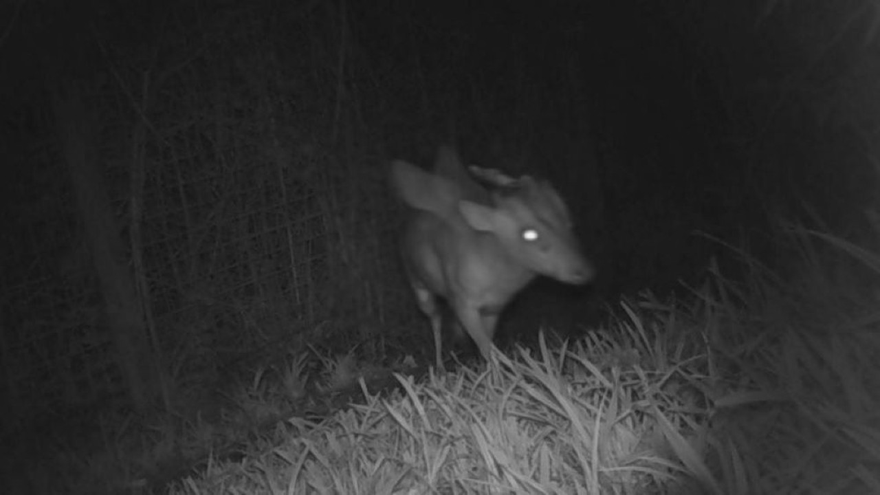 Makhluk misterius bersayap dan bertanduk tertangkap kamera jebak di area hutan Kebun Binatang Bristol di Inggris. (Foto: Istimewa/Kebun Binatang Bristol)